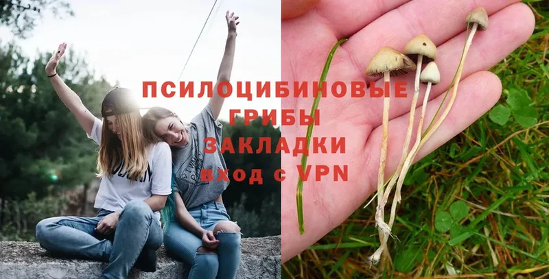 Галлюциногенные грибы Magic Shrooms  Тогучин 